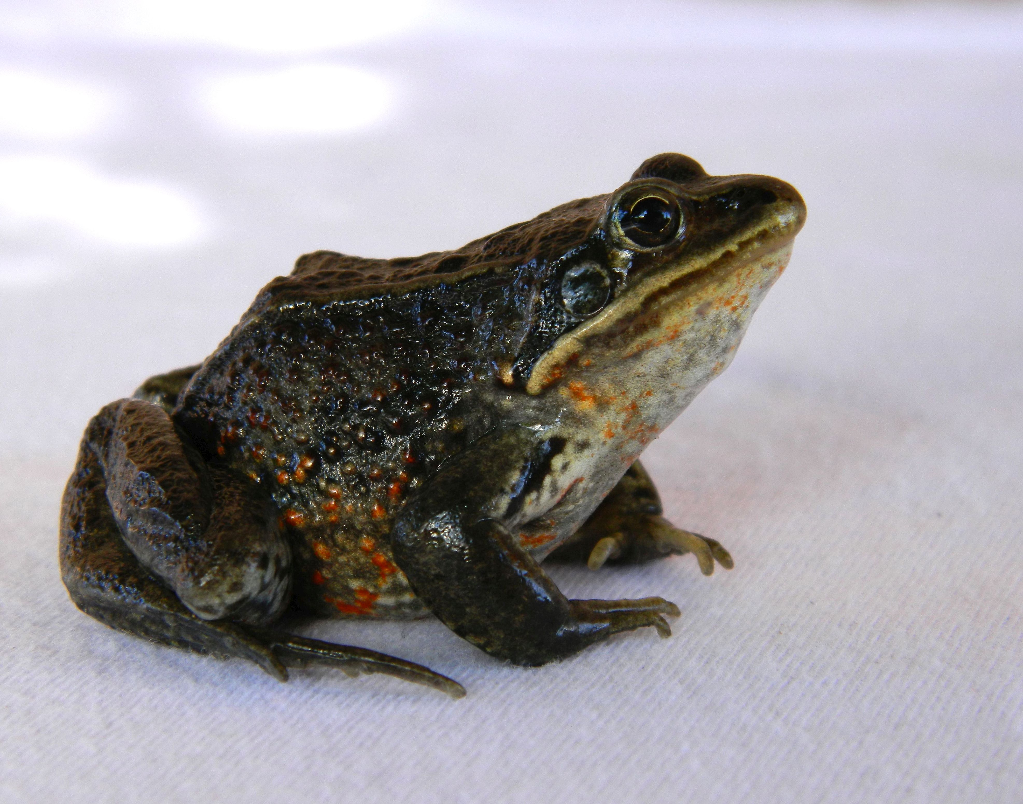 Фото Обычной Лягушки – Telegraph